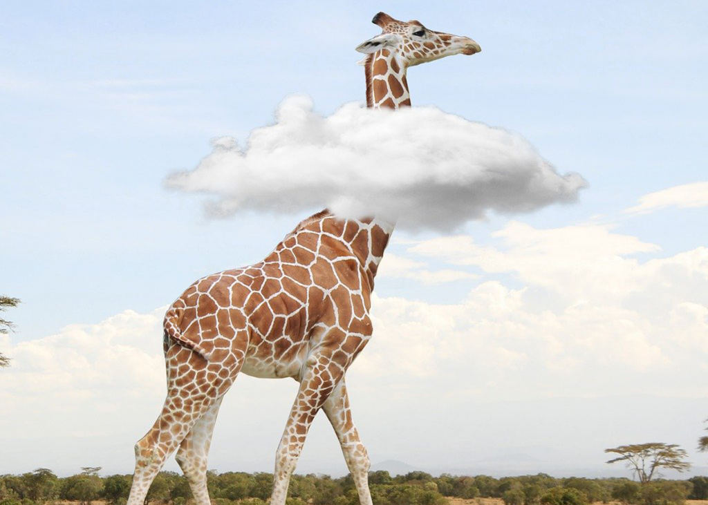About Us giraffe-grislybuzz